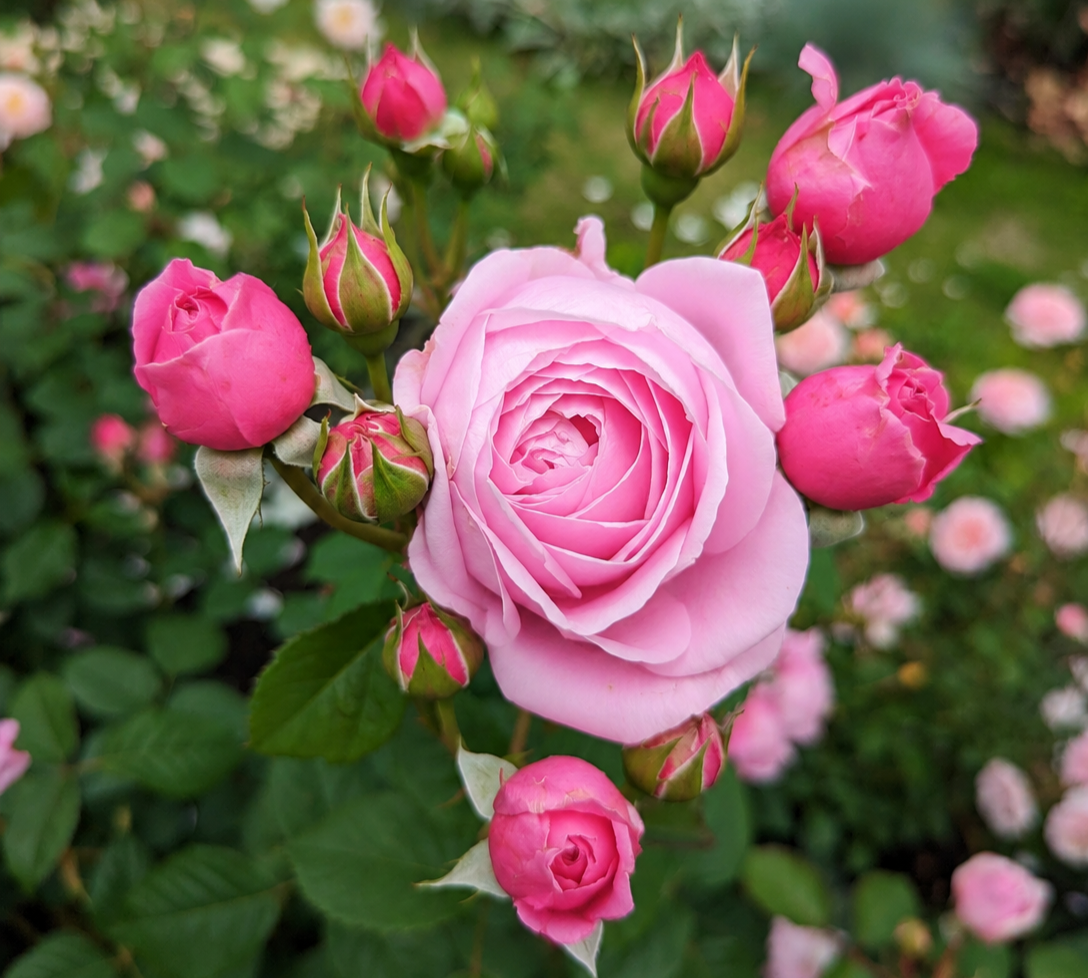 Pink with Red Buds